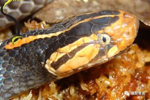 蝰科的蛇类都有哪些？蝰科蛇类图片大全