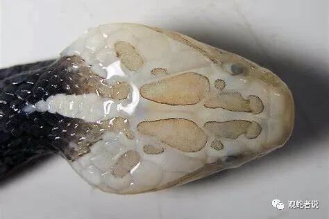 蝰科的蛇类都有哪些？蝰科蛇类图片大全