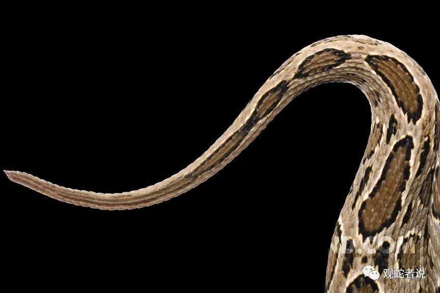 蝰科的蛇类都有哪些？蝰科蛇类图片大全