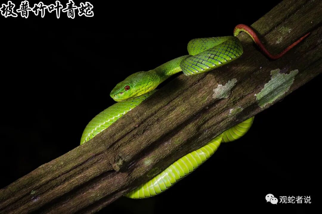 蝰科的蛇类都有哪些？蝰科蛇类图片大全