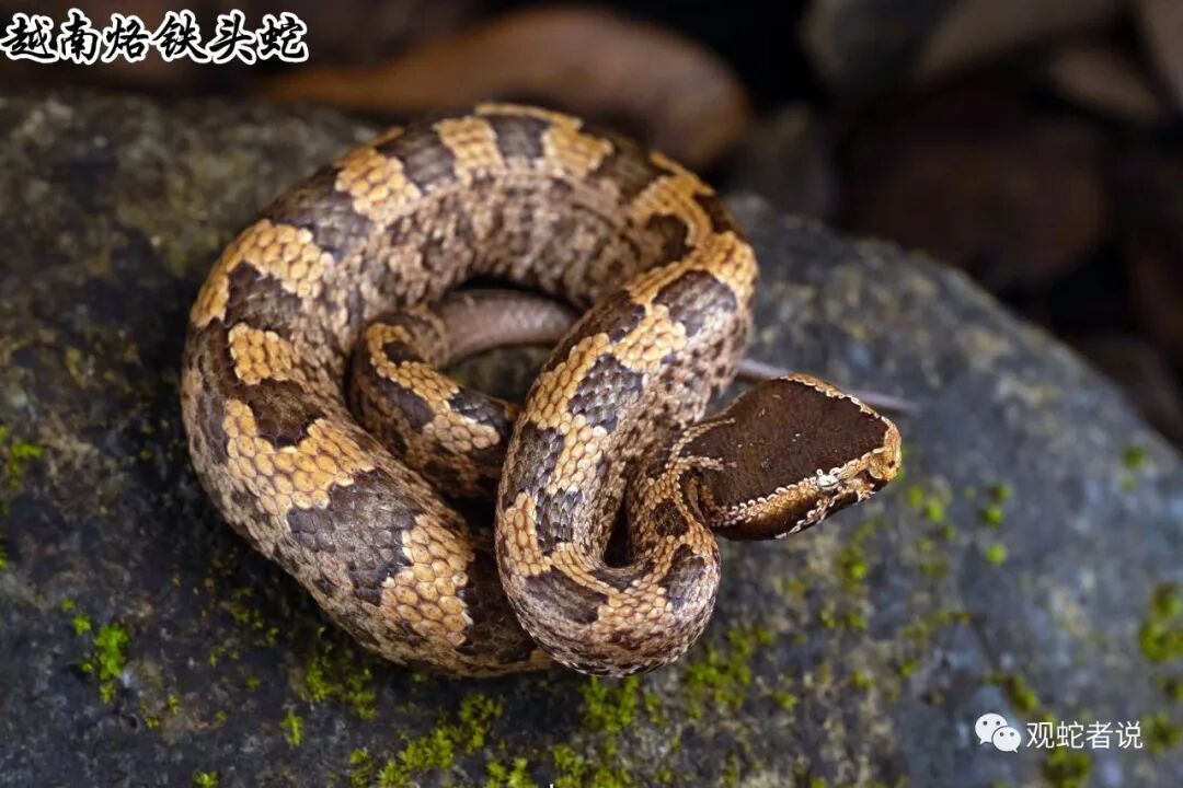 蝰科的蛇类都有哪些？蝰科蛇类图片大全