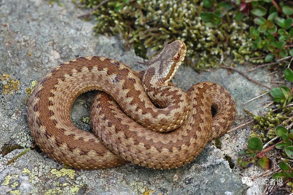 蝰科的蛇类都有哪些？蝰科蛇类图片大全