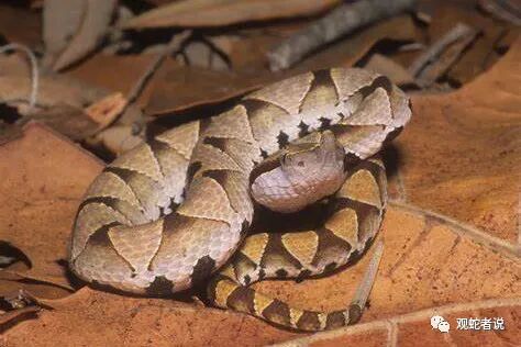 蝰科的蛇类都有哪些？蝰科蛇类图片大全