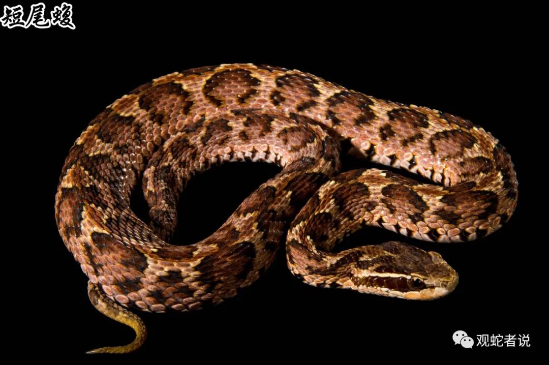 蝰科的蛇类都有哪些？蝰科蛇类图片大全