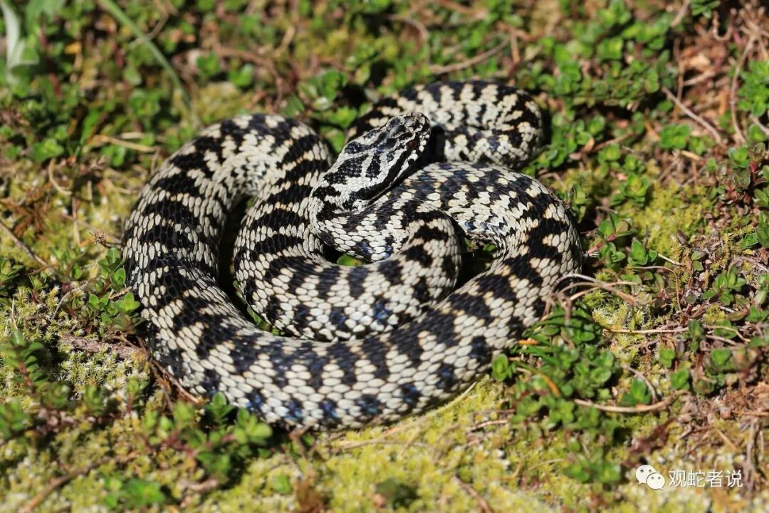 蝰科的蛇类都有哪些？蝰科蛇类图片大全