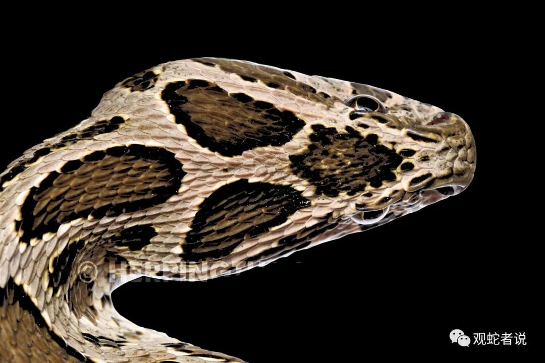 蝰科的蛇类都有哪些？蝰科蛇类图片大全