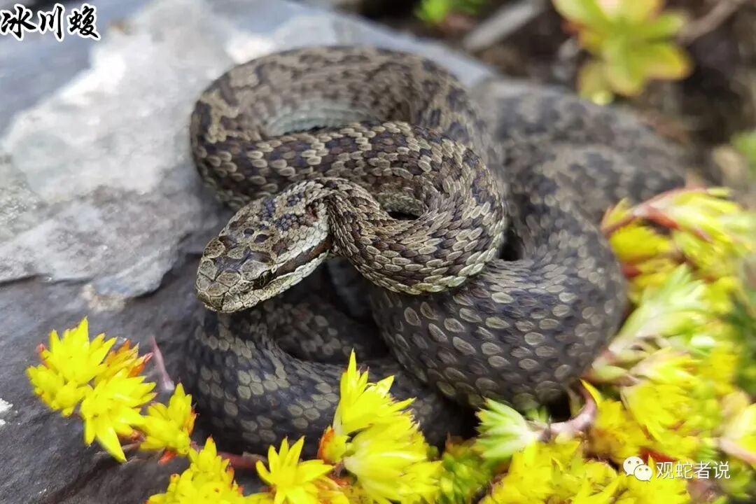 蝰科的蛇类都有哪些？蝰科蛇类图片大全