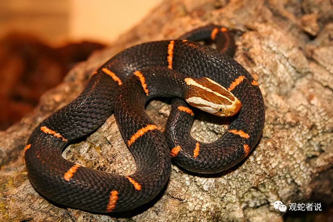 蝰科的蛇类都有哪些？蝰科蛇类图片大全