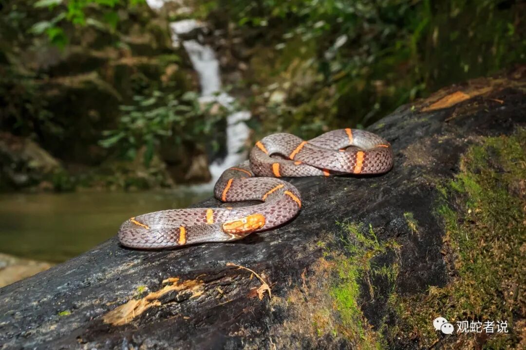 蝰科的蛇类都有哪些？蝰科蛇类图片大全