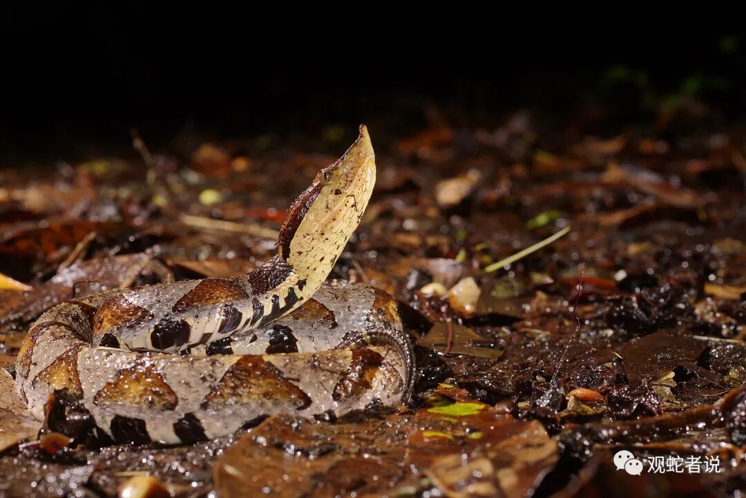 蝰科的蛇类都有哪些？蝰科蛇类图片大全
