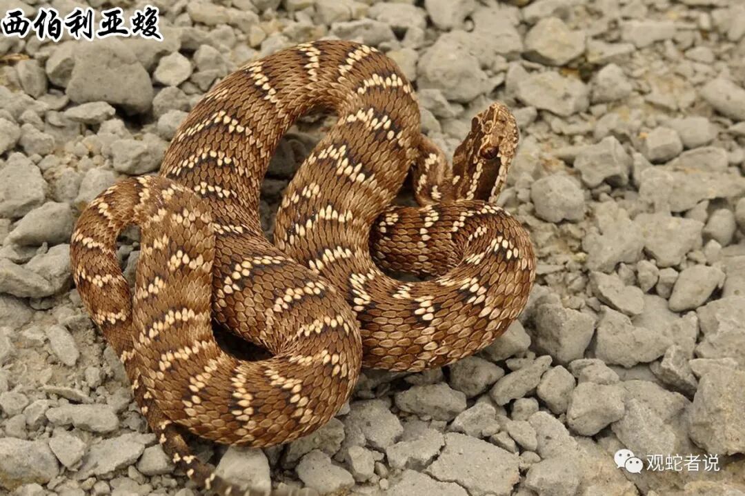 蝰科的蛇类都有哪些？蝰科蛇类图片大全