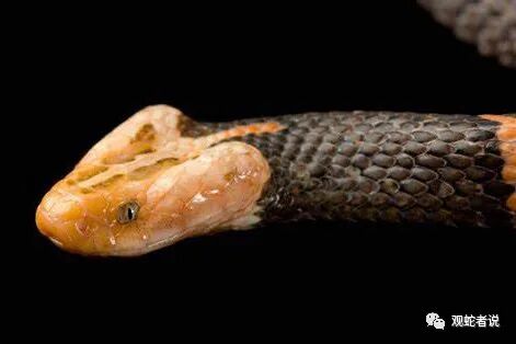 蝰科的蛇类都有哪些？蝰科蛇类图片大全