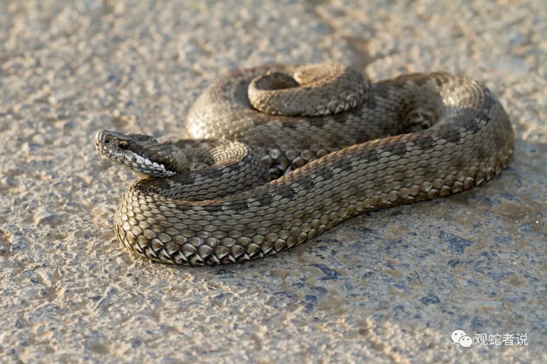 蝰科的蛇类都有哪些？蝰科蛇类图片大全