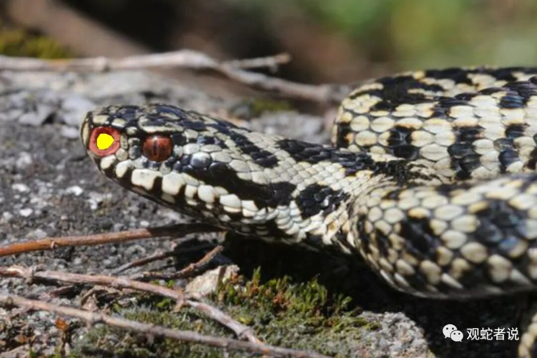 蝰科的蛇类都有哪些？蝰科蛇类图片大全