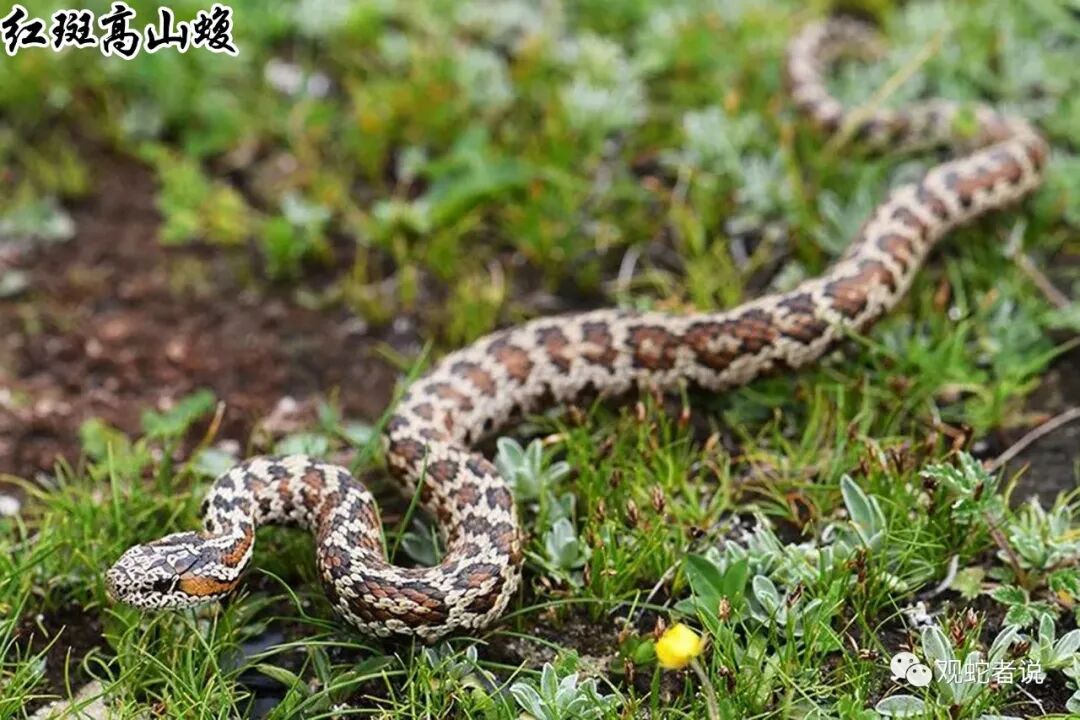 蝰科的蛇类都有哪些？蝰科蛇类图片大全