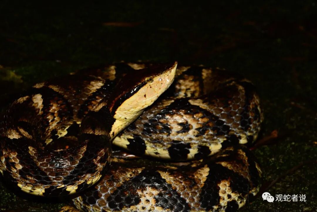 蝰科的蛇类都有哪些？蝰科蛇类图片大全