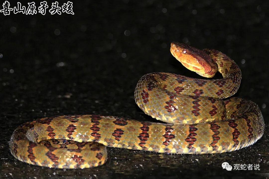 蝰科的蛇类都有哪些？蝰科蛇类图片大全