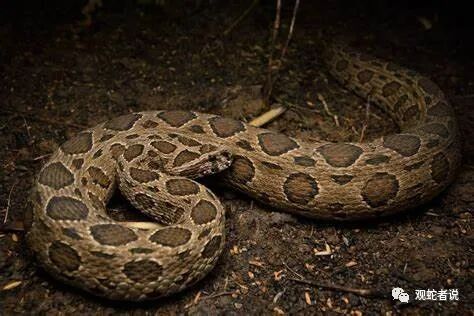 蝰科的蛇类都有哪些？蝰科蛇类图片大全