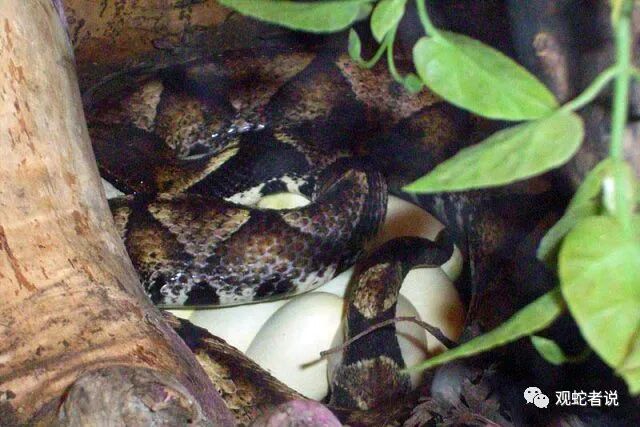 蝰科的蛇类都有哪些？蝰科蛇类图片大全