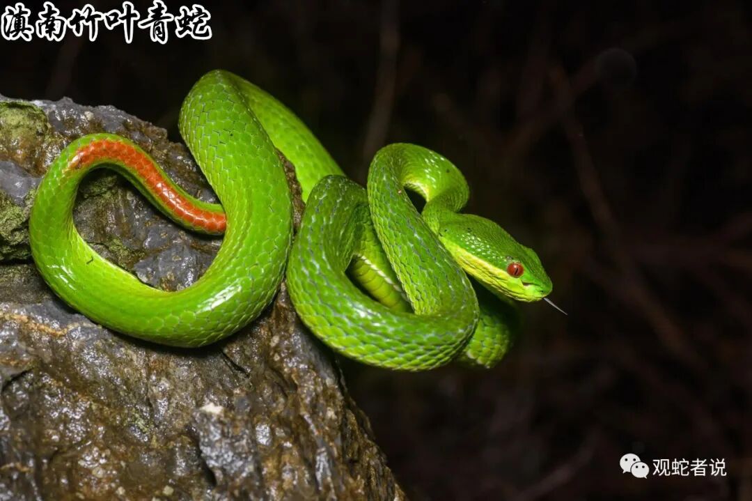 蝰科的蛇类都有哪些？蝰科蛇类图片大全