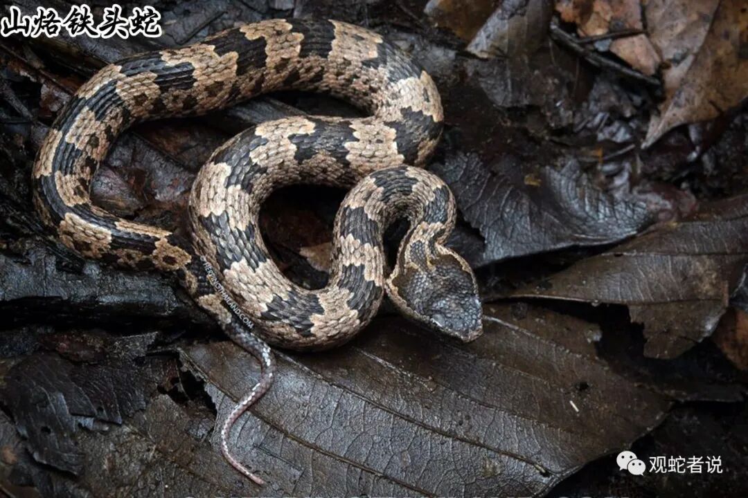 蝰科的蛇类都有哪些？蝰科蛇类图片大全