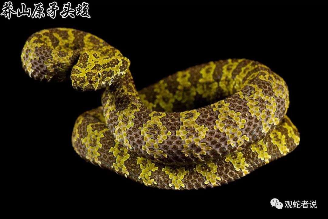 蝰科的蛇类都有哪些？蝰科蛇类图片大全