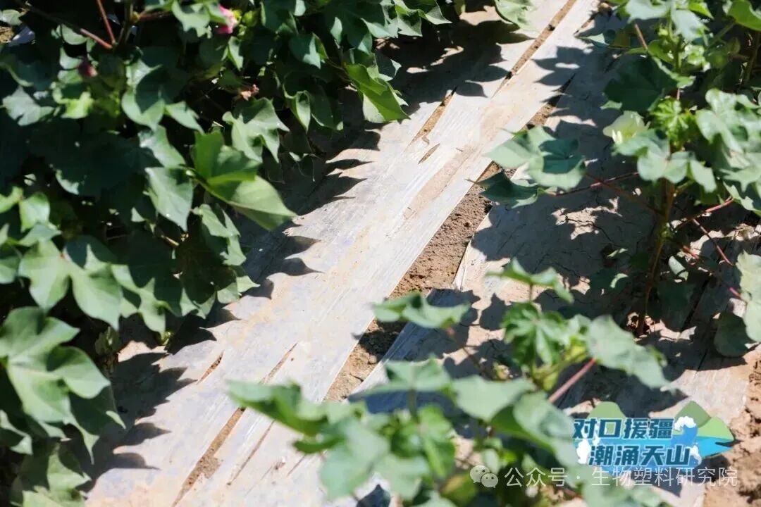 中石化、辽宁东盛合作，给新疆棉花铺设1万亩PBST降解地膜，成果发布！