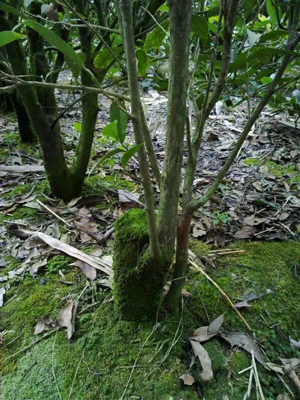 喝一口就难忘备受追捧的鸭屎香究竟有多香