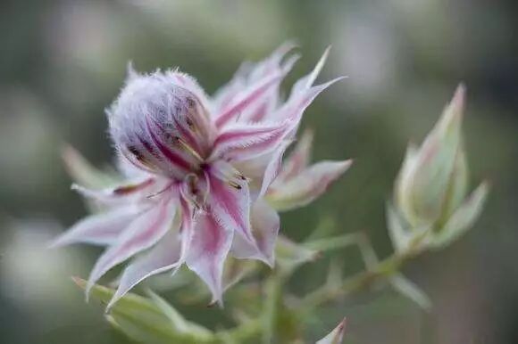 这植物叫啥名 看心情呗 园艺帮手 微信公众号文章阅读 Wemp