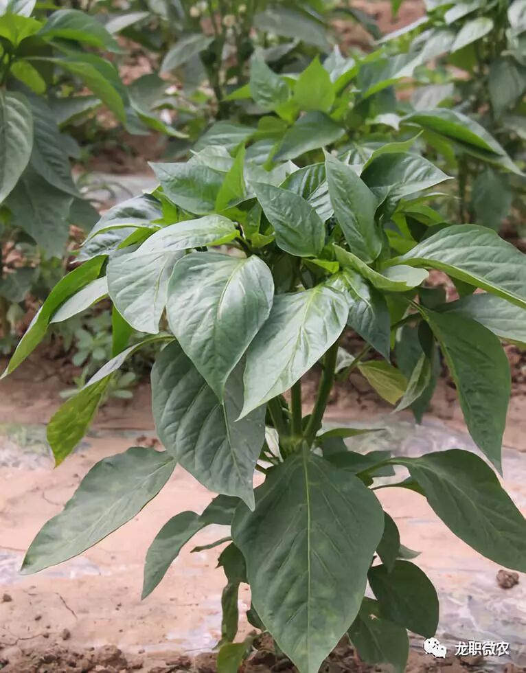 8种常见作物及蔬菜掐尖和打杈 龙职微农 微信公众号文章阅读 Wemp