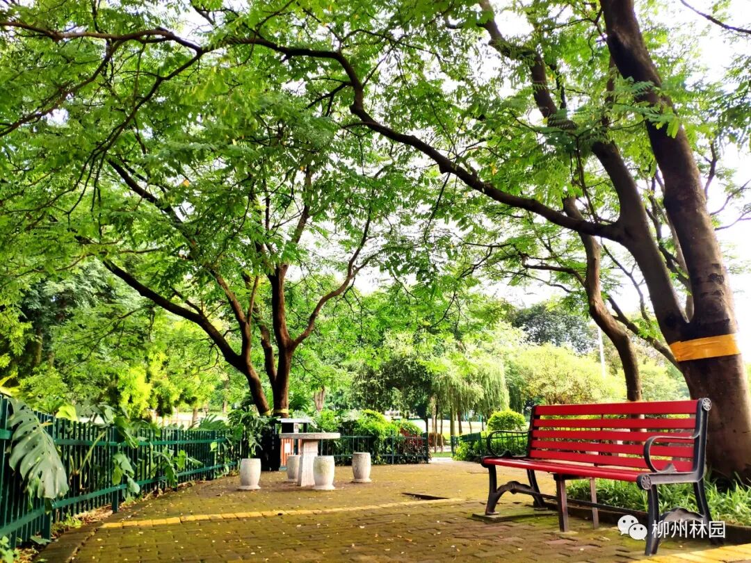 共22株,是柳州市区内绝无仅有的一片海红豆林,树龄都在25年以上,非常