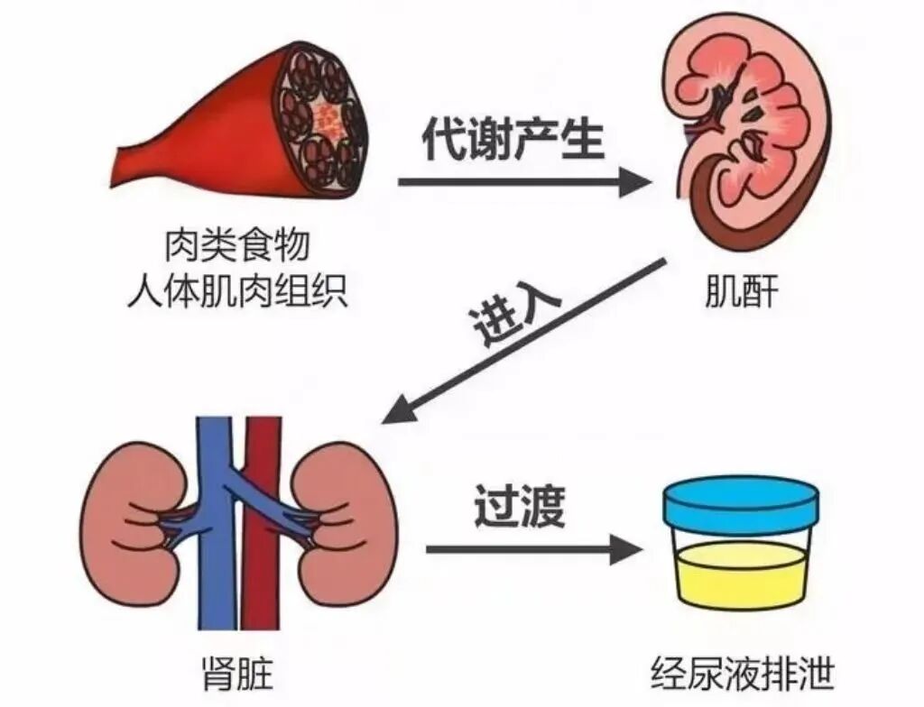 60-70岁肌酐标准