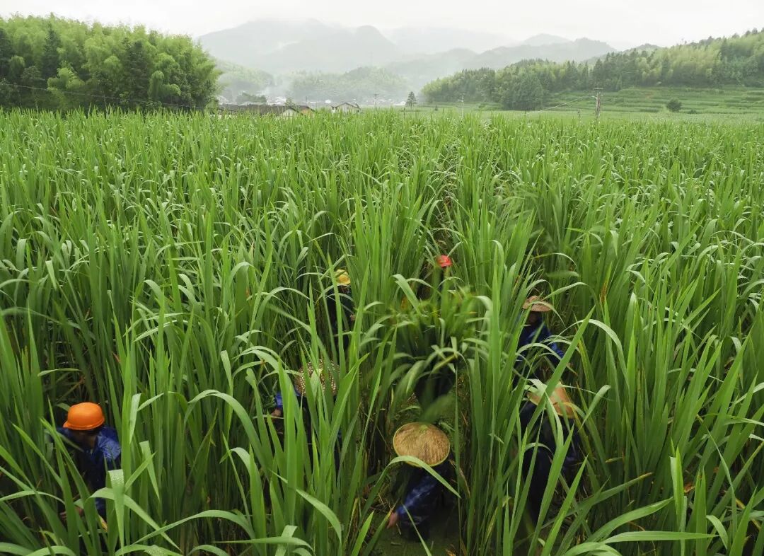 深山茭白"云中"来 茭农雨中抢收成|种植|景宁|增收_网易新闻