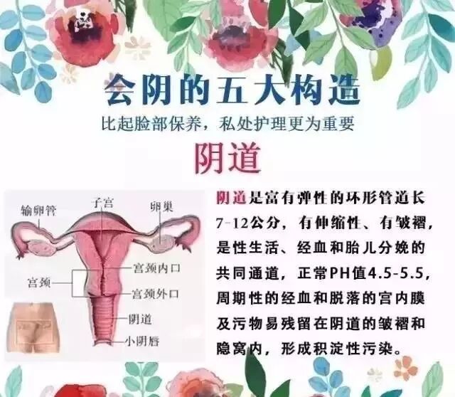 健康 女性生殖系统的五大结构 伊园花开 微信公众号文章阅读 Wemp