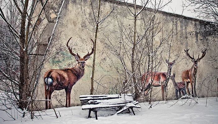 狼肚子怎么切最新研究：切尔诺贝利禁区变异狼已发展出抗癌能力_https://www.jmylbn.com_新闻资讯_第2张