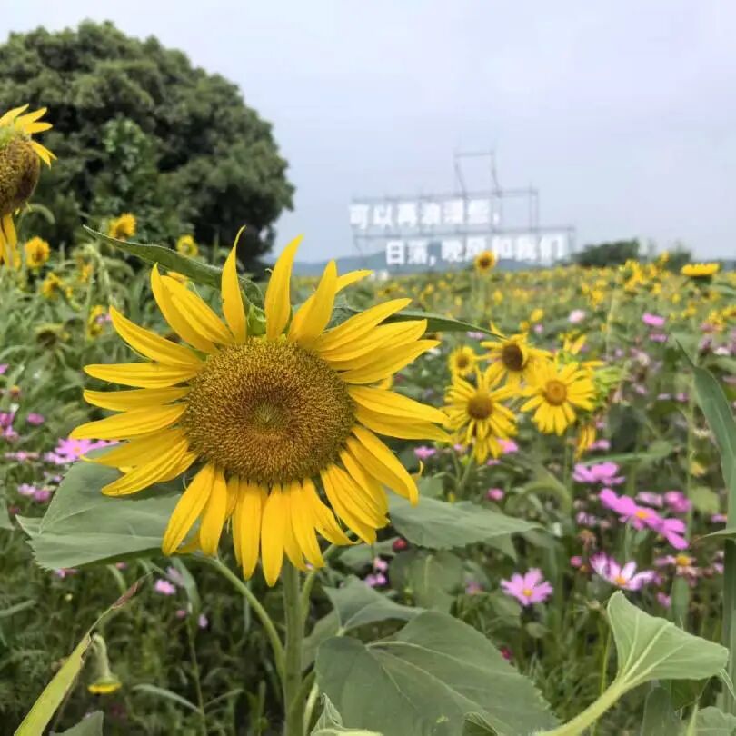 晶锋集团销售精英莫干山研学赋能行：山水为卷，共绘新篇