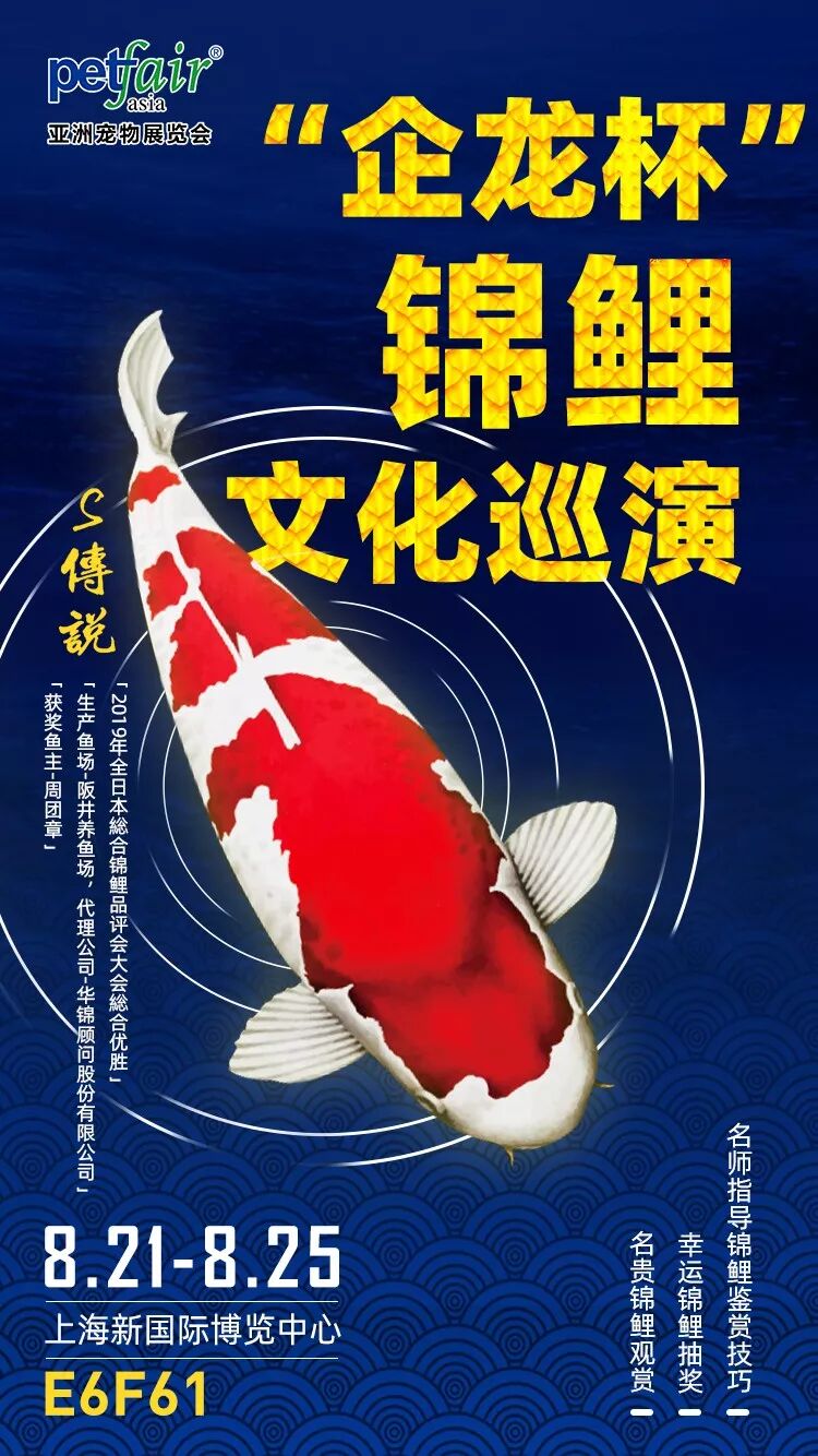 八月的尾巴亚宠的锦鲤丨企龙杯锦鲤文化巡演上海站 亚洲宠物展览会 微信公众号文章阅读 Wemp