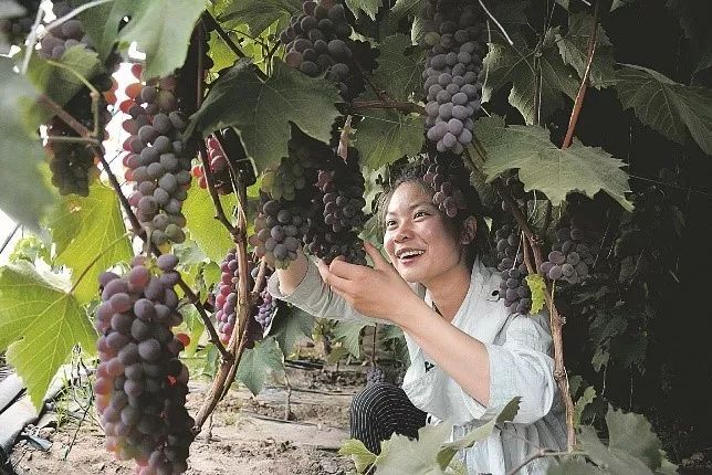 12种热门葡萄品种市场前景大盘点！