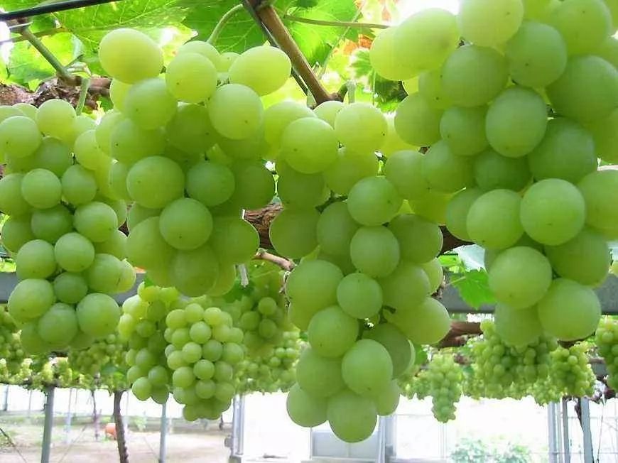 12种热门葡萄品种市场前景大盘点！