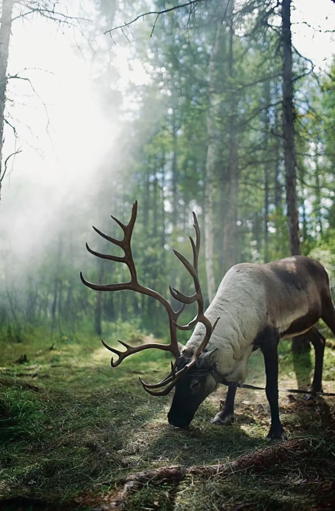 文学奖的《额尔古纳河右岸》,正是以鄂温克族最后一位酋长女人的自述