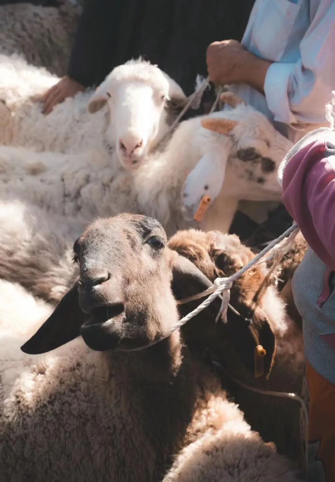 中国最野的春天花期仅20天3月还在过年
