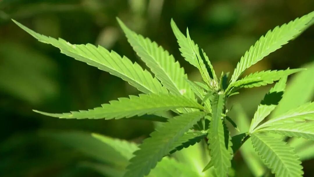 孙吴县汉麻产业成为农民增收的强力引擎