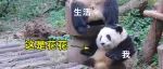 没毕业能去养熊猫吗？连刷2天熊猫花花，我被可爱疯了…