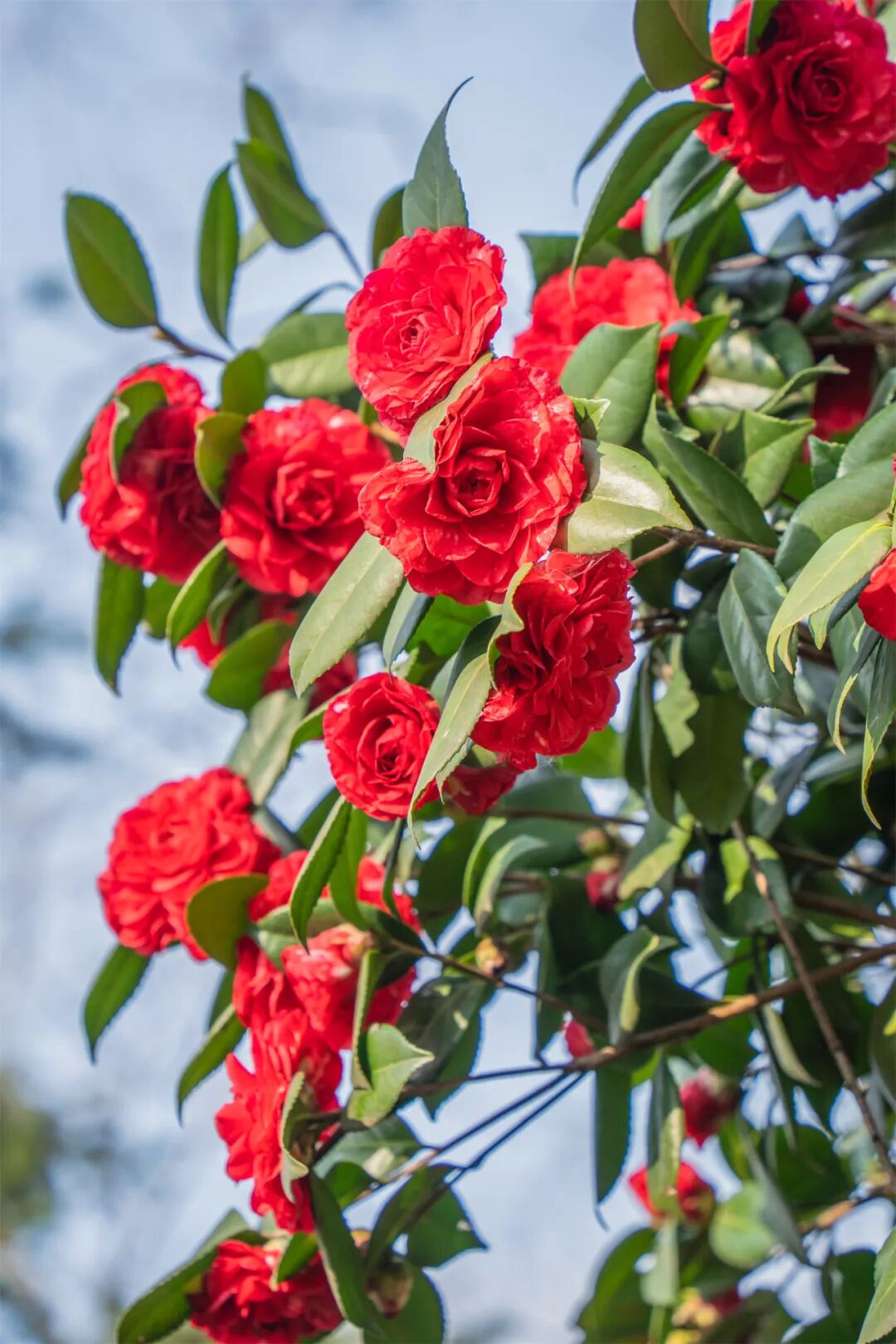 周末放晴,蔡甸300亩山茶花烂漫盛开,去打卡~