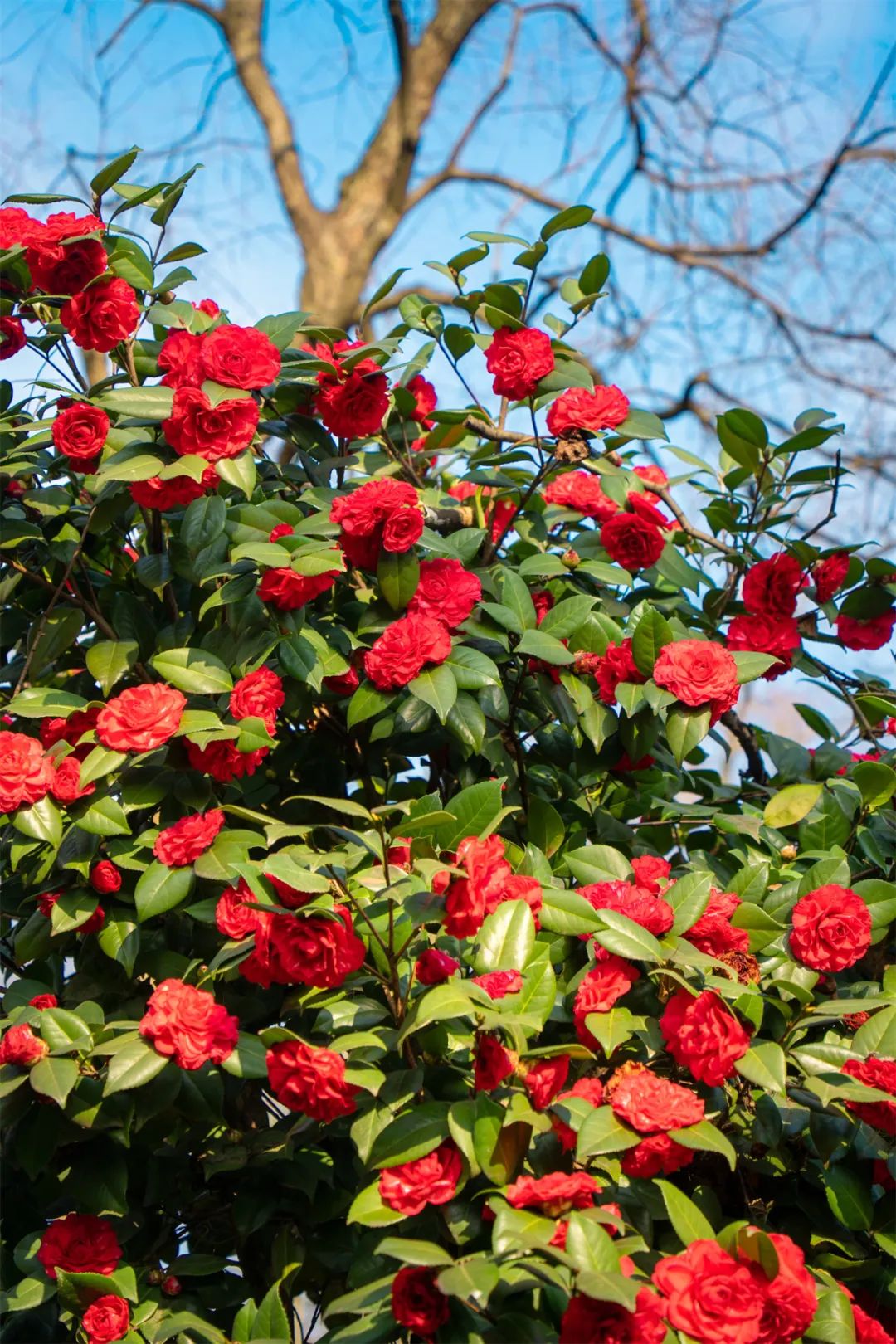 周末放晴,蔡甸300亩山茶花烂漫盛开,去打卡~