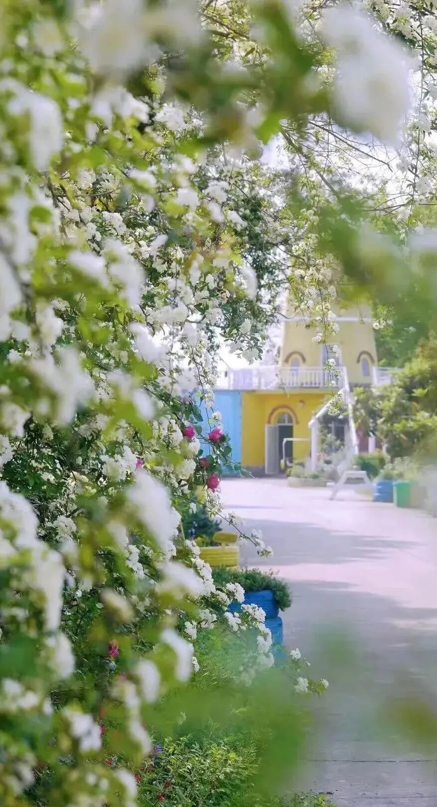 住在索河梅池村,可以打卡香草花田的满园春色,带孩子去武汉野生动物