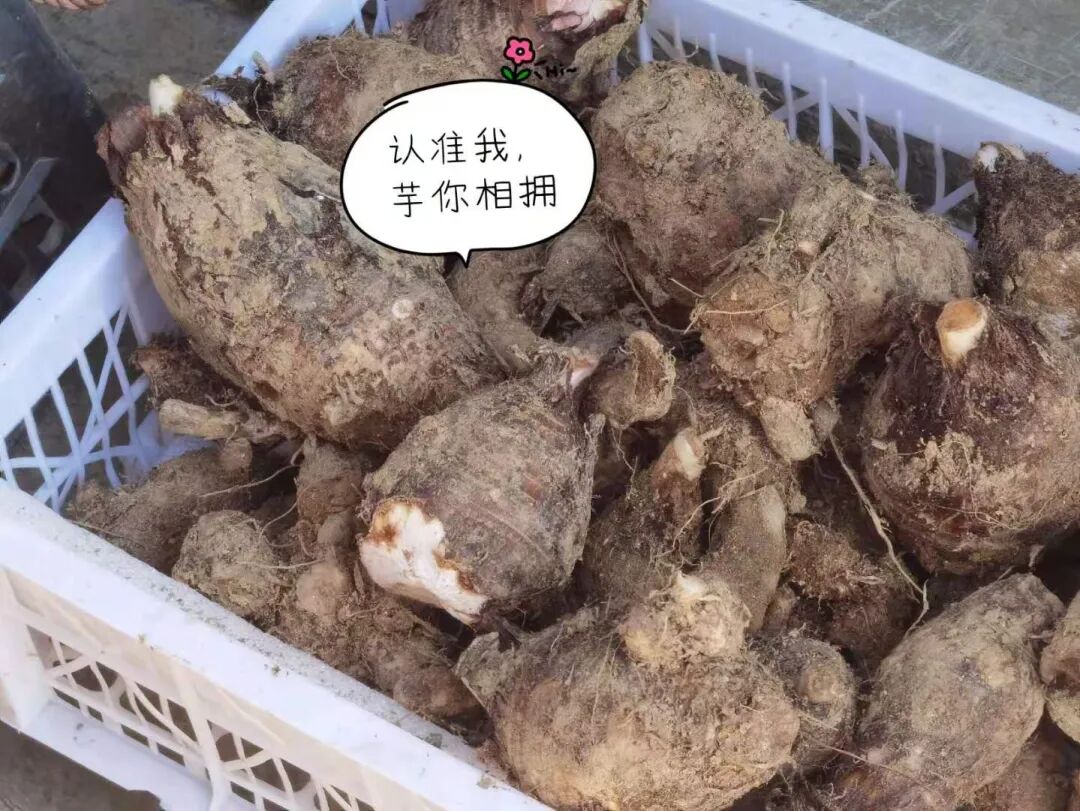 文明始于心 健康始于行丨"假芋头"险要命!咬一口就瞬间有窒息感_南方p