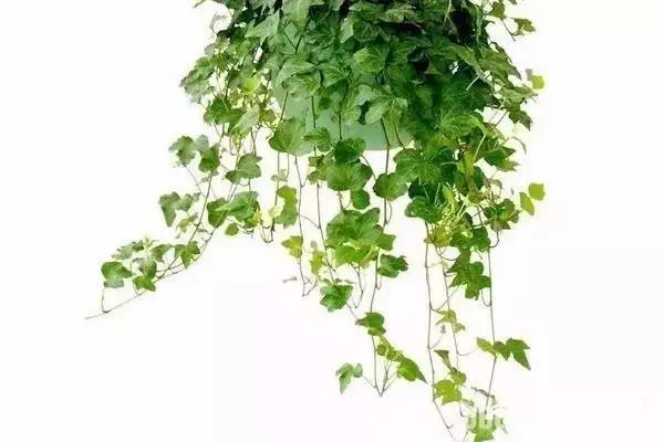 新房必備,吸毒植物 ! 新房必備,吸毒植物 !