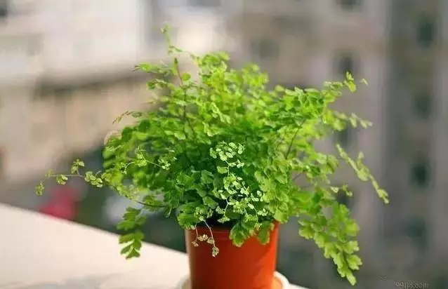 新房必備,吸毒植物 ! 新房必備,吸毒植物 !