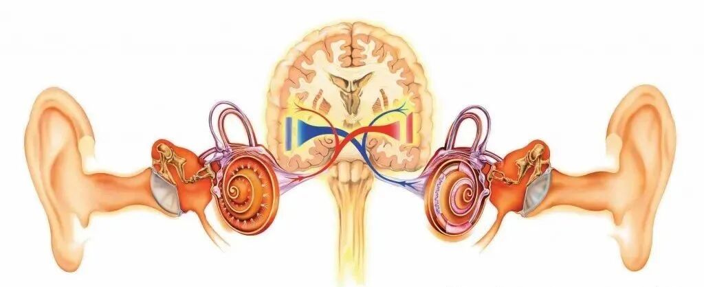 听力AC为什么0【健康新视界】科学爱耳，保护听力——带你了解鼓室探查及鼓室成型的中耳手术_https://www.jmylbn.com_新闻资讯_第4张